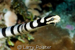 Sea Snake, Wakatobi, Nikon D70s, 60mm, twin Ikelite D-125... by Larry Polster 